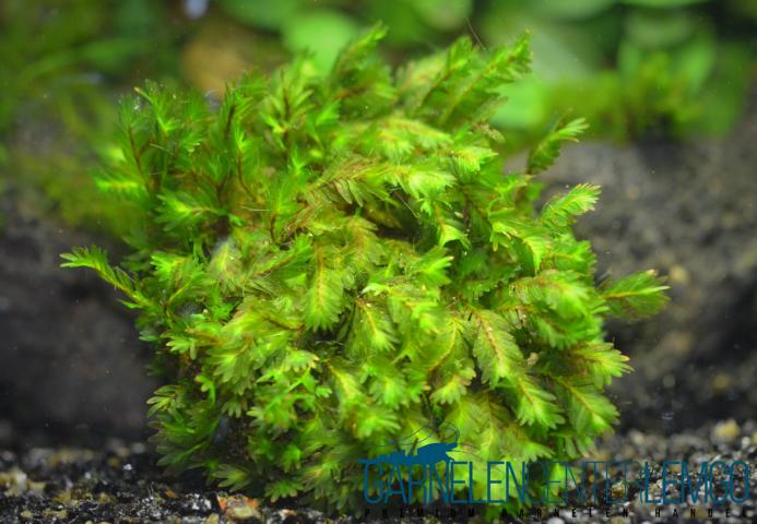 Fissidens sp. Mallorca  - auf Plant Sheet