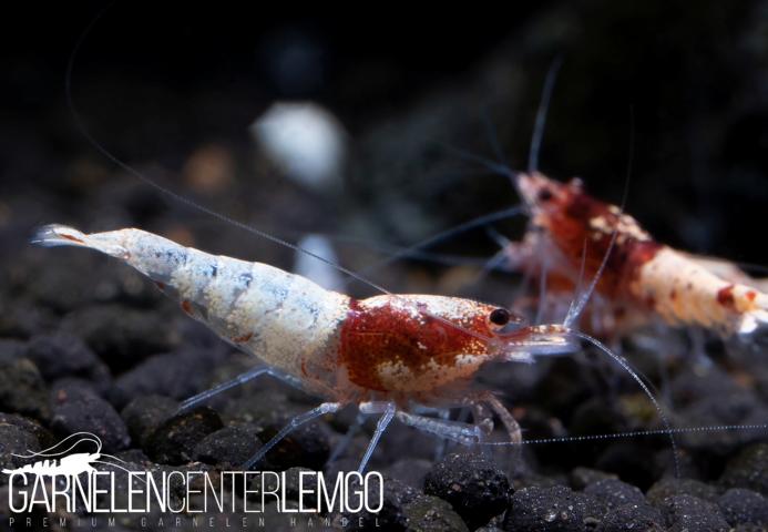 Steel Red Tai-Ti-Bee Garnele - DNZ