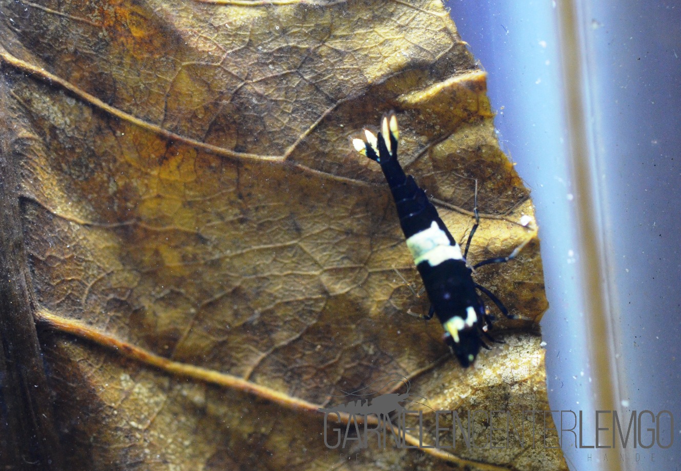 King Kong Garnele - DNZ