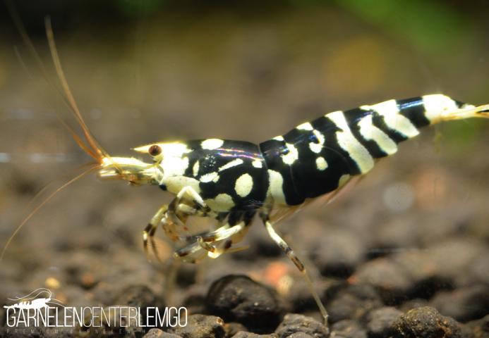 Vinfish Thunder Black Fancy Tiger SS Grade - DNZ