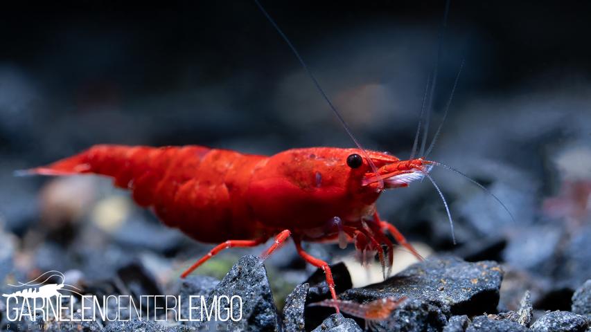 Red Sakura Garnele - Premium - DNZ