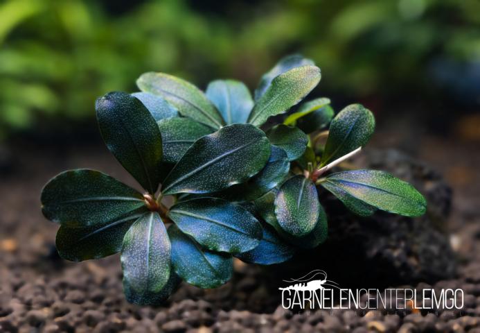 Bucephalandra sp. Hades Purple Blue - submers - Rhizom
