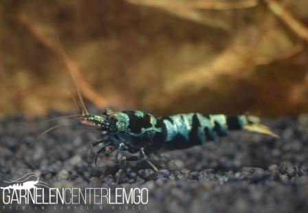 Vinfish Advanced Nanashi - DNZ