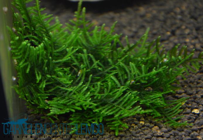 Brasil Moos (Amblystegium spec.)  - auf Plant Sheet