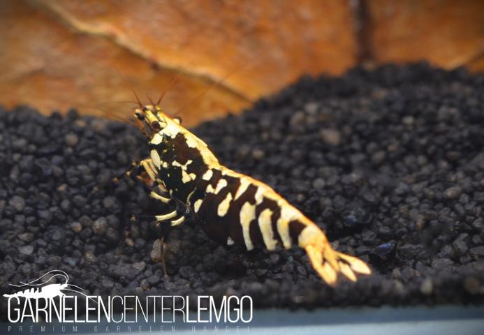 Peiwen Chen - Black Fancy Tiger Backline SS Grade - DNZ