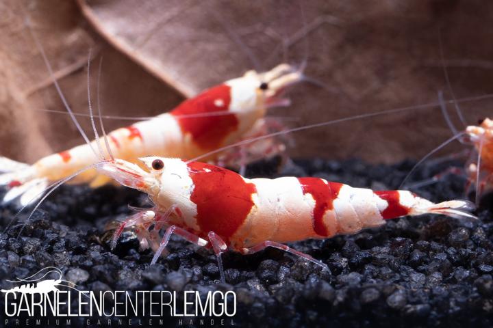 Red Bee PRL Garnele - Grade S/SS  - DNZ