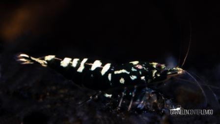 Skyfish Galaxy Pinto Black Garnele - DNZ