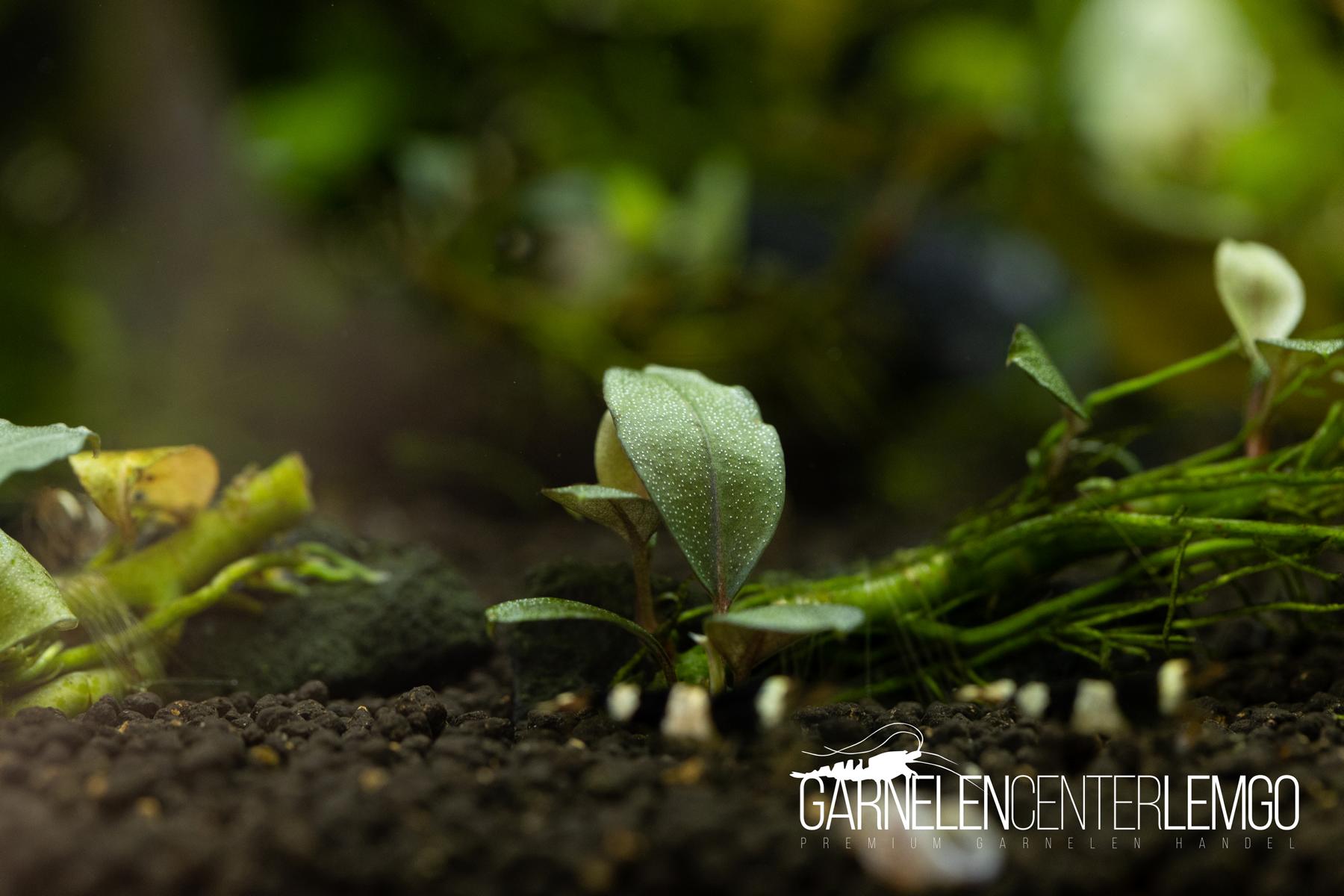 Bucephalandra sp. Mini Blue submers - Rhizom