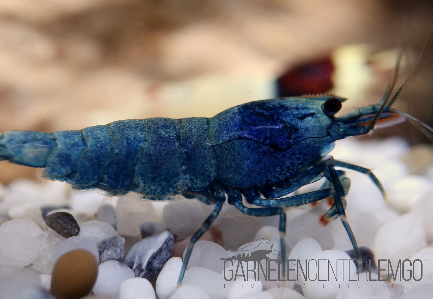 Deep Blue Bolt Garnele  - DNZ