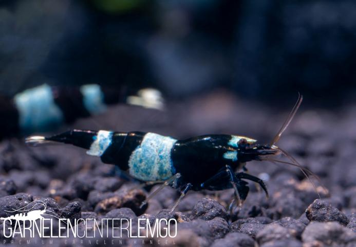 Panda Garnele  - DNZ