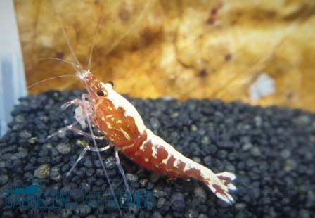Skyfish Galaxy Fishbone Red Garnele  - DNZ