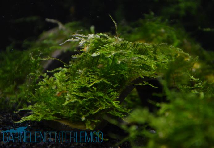 Christmas Moos - Vesicularia montagnei sp.