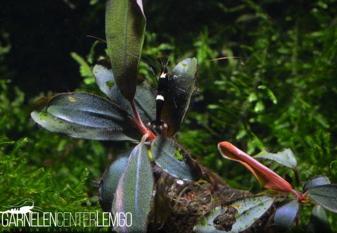 Bucephalandra sp. Upper Ghost, submers, Rhizom