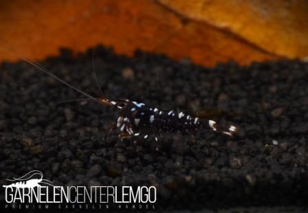 Caridina Trimaculata "Galaxy" High Grade - Import