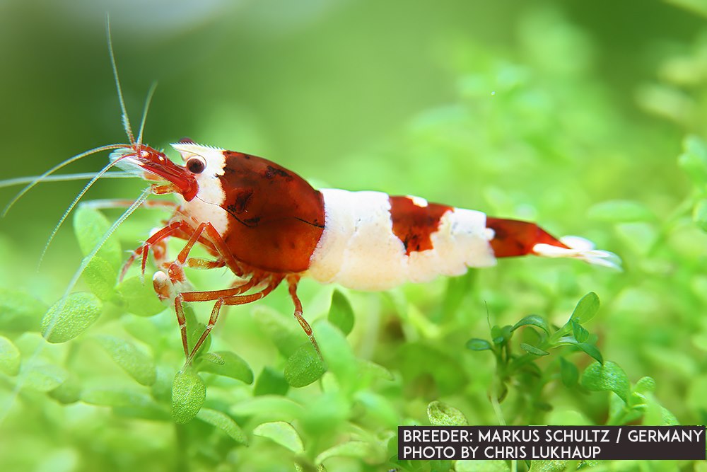 Wine Red No Entry Garnele  - DNZ