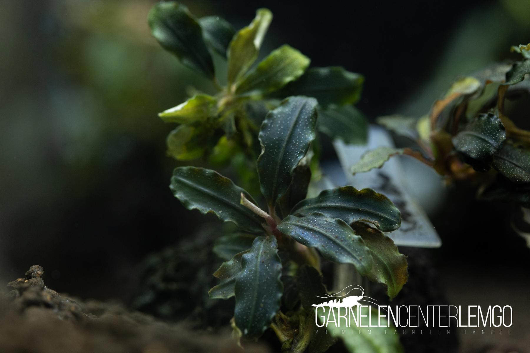 Bucephalandra sp. Sevation submers - Rhizom