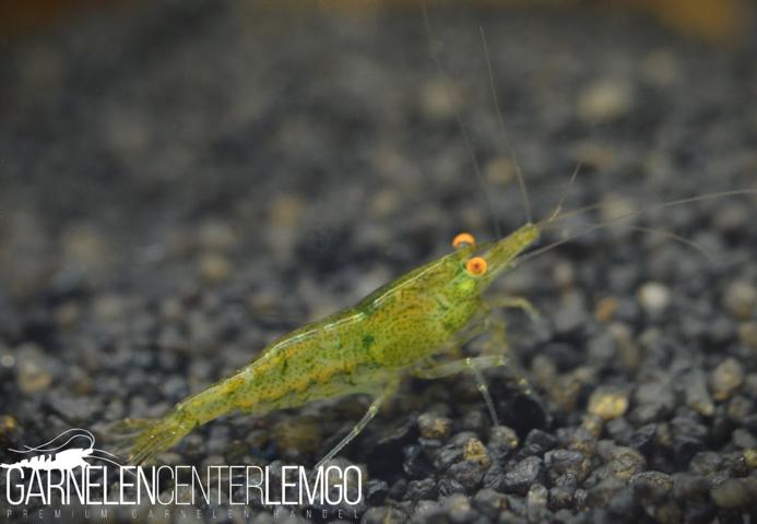 Green Jade OE/AE Garnele A/S Grade - "Green Demon" Garnele - DNZ