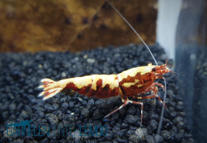 Skyfish Galaxy Boa, rot - Grade A/S - Low Grade- DNZ