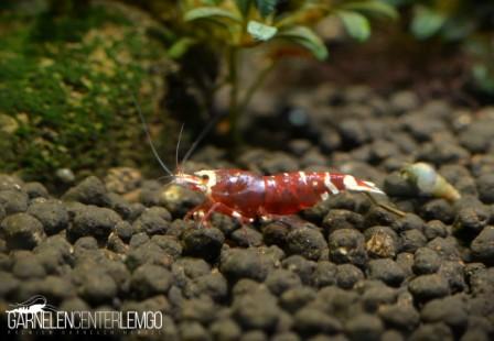 Red Metallic Pinto Mosura Tiger Garnele Grade S - DNZ