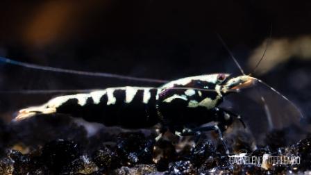 Skyfish Galaxy Fishbone Black SS - Mid Grades  - DNZ