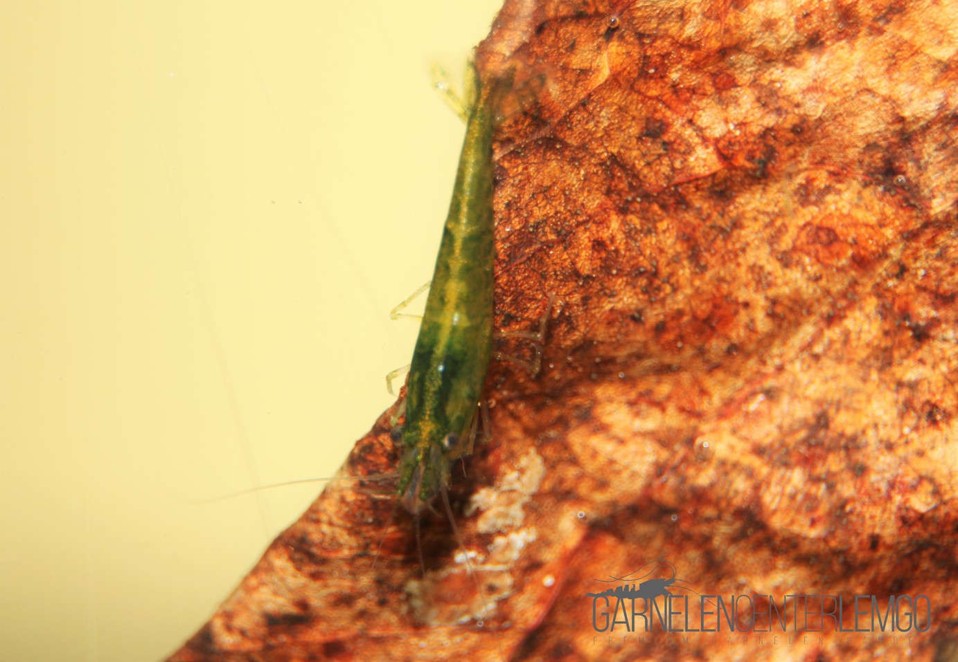 Green Jade Garnele  - DNZ