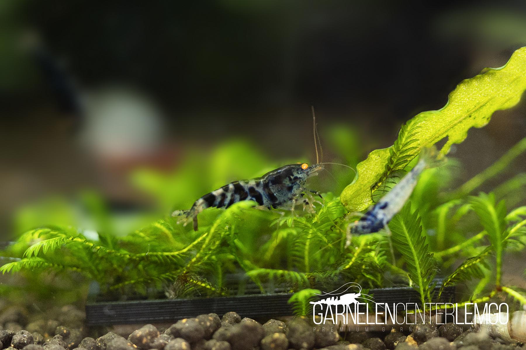 Black Camouflage Dragon O.E. / Black Fancy OE Garnele- DNZ