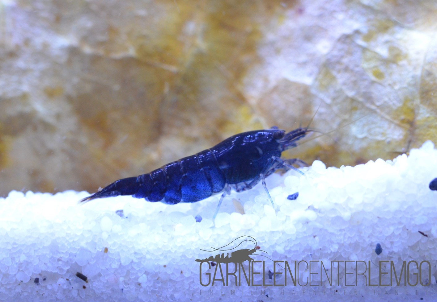 Blue Dream Garnele  - DNZ