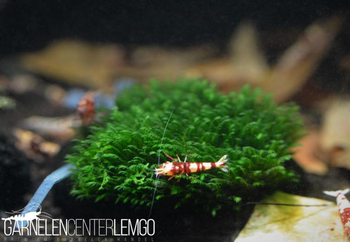 Fissidens sp. Mini Taiwan - Rarität   - auf Plant Sheet