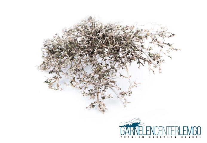 Garnelen-Fächer Bonsai Bäumchen natur - XS