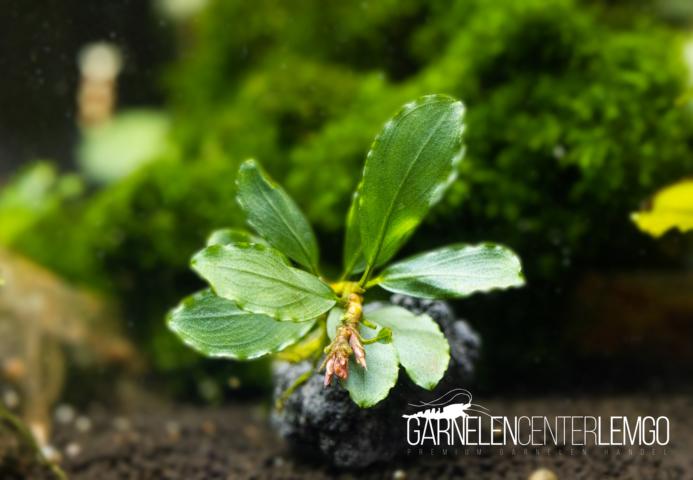 Bucephalandra sp. Red Scorpio, submers, Rhizom