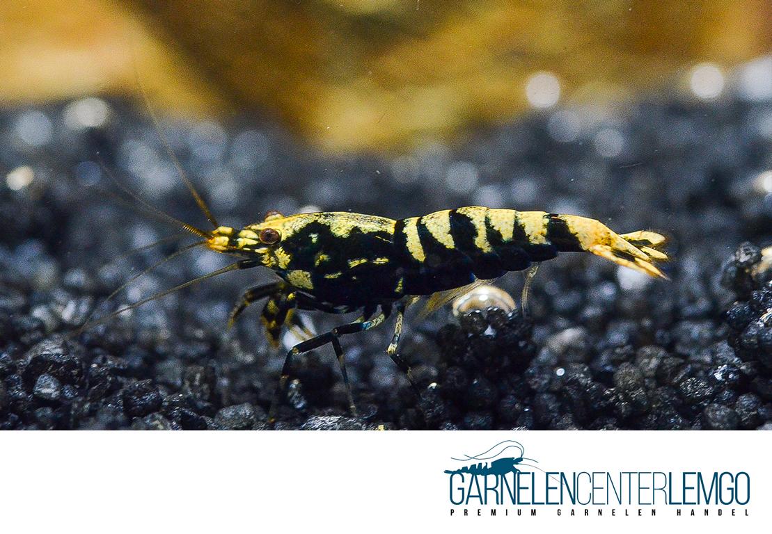 Skyfish Galaxy Fishbone Black S - Low Grades  - DNZ