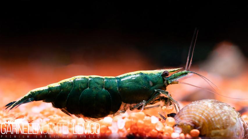 Green Jade Extreme - DNZ