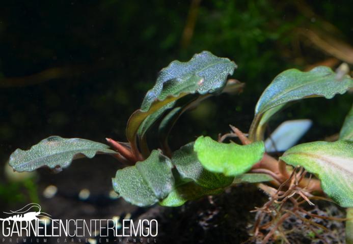 Bucephalandra sp. Hukok Ral, submers, Rhizom