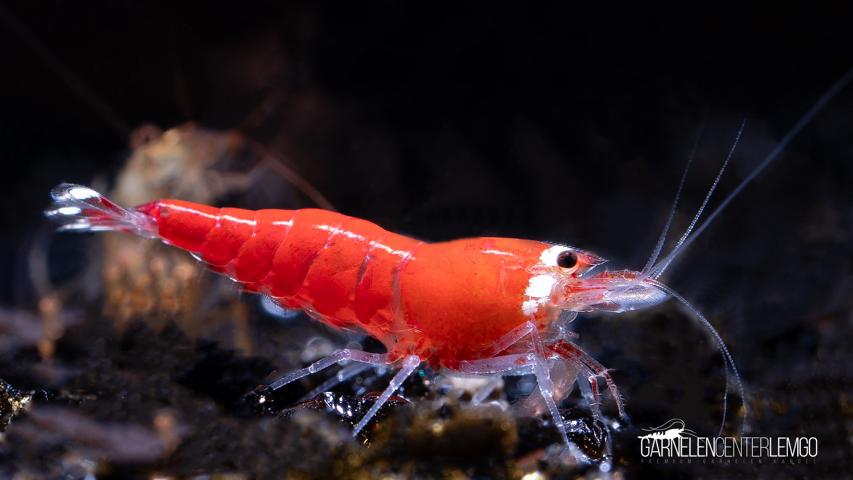 Super Crystal Red - Santa Garnele Premium  - DNZ