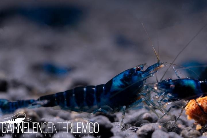 Dragonblood Garnele  - DNZ