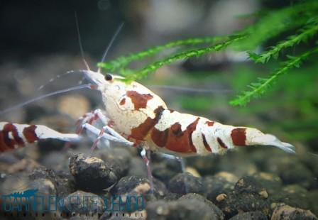 Skyfish Pinto Mosura Tiger Red - Grade SSS / High Grade- DNZ