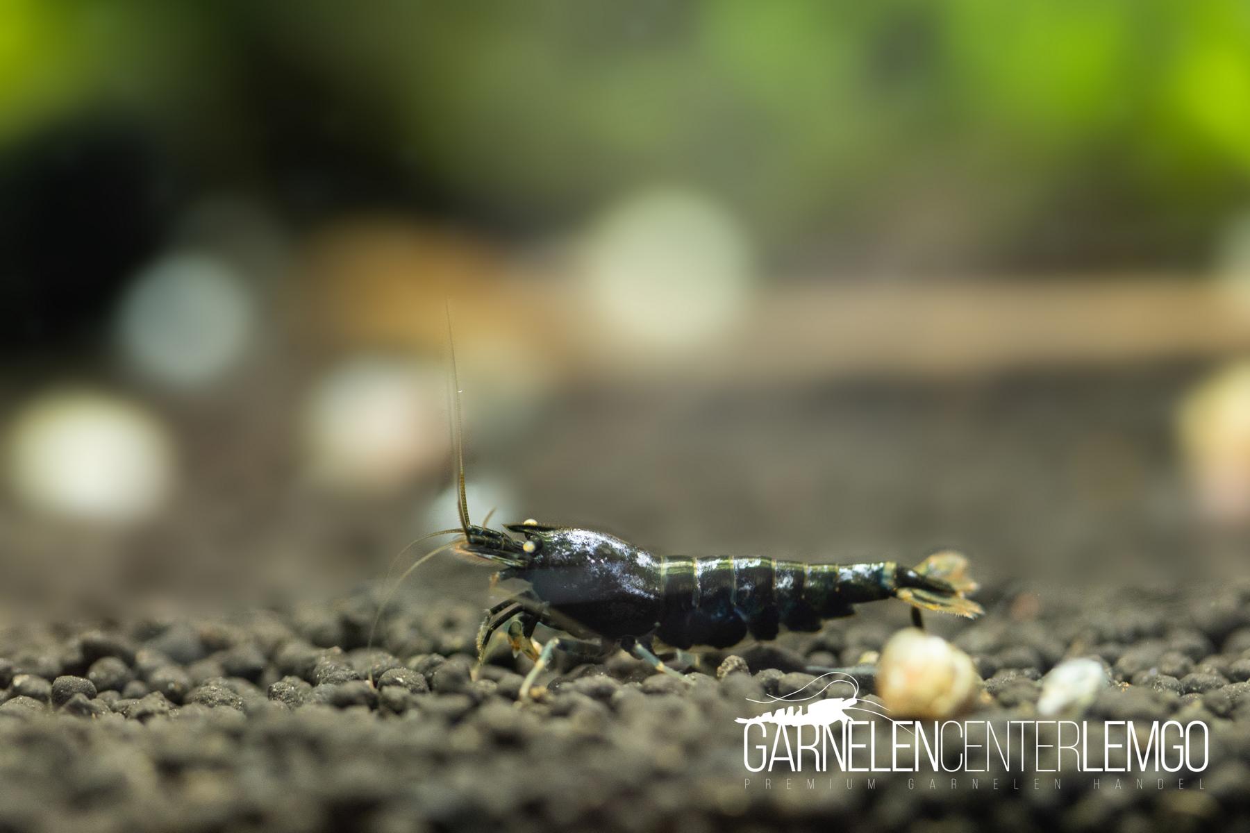 Purple Metallic O.E. Garnelen - S Grade - DNZ