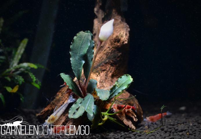 Bucephalandra sp. Red Sword Rhizom