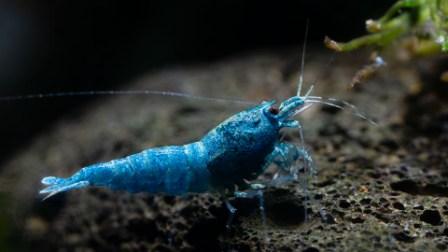 Vinfish Deep Blue Bolt Garnele  - DNZ