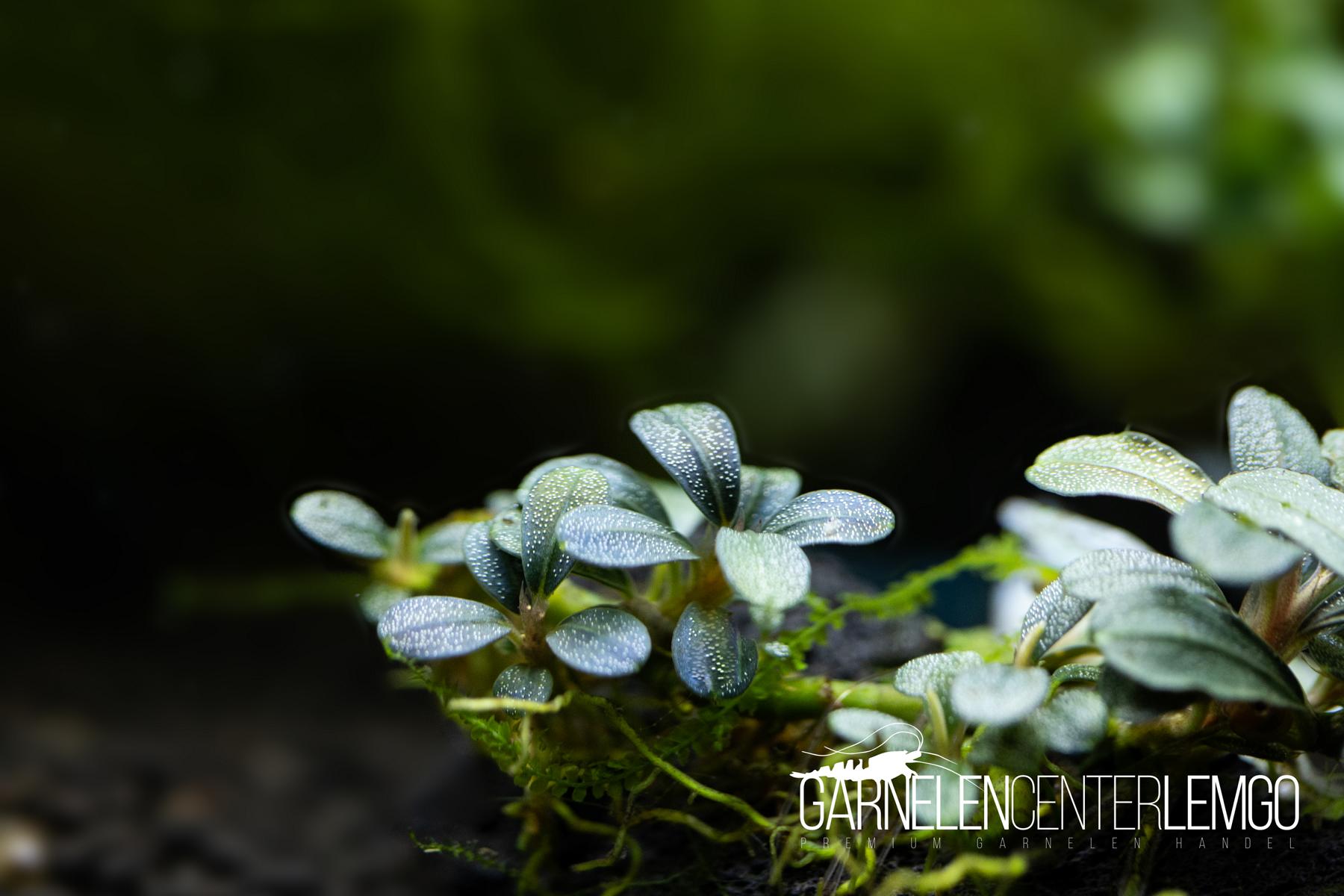 Bucephalandra sp. Purple Rain submers - Rhizom