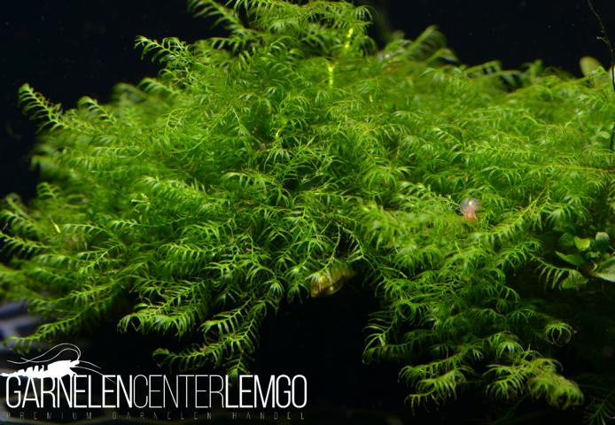 Fissidens Sp. Mini   - auf Plant Sheet