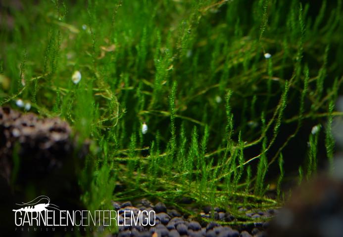 Callicostella Sp. Reunion auf Plant Sheet