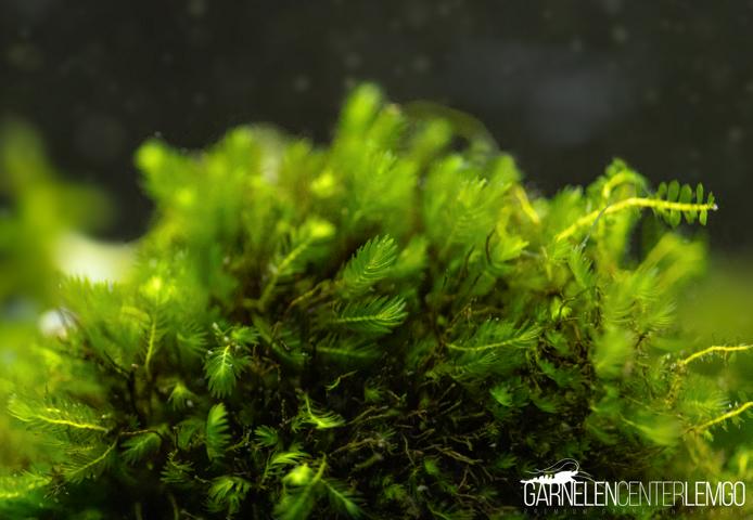 Fissidens sp. Dwarf *Rarität* - auf Plant Sheet