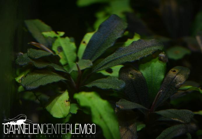 Bucephalandra sp. Brownie New Highland Mini - submers - Rhizom