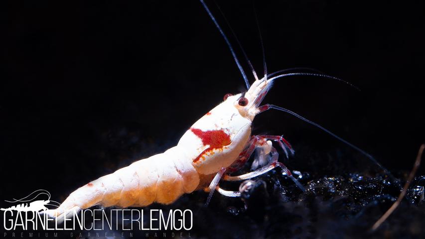 Red Bee PRL K14 Garnele Grade SS Grade  - DNZ