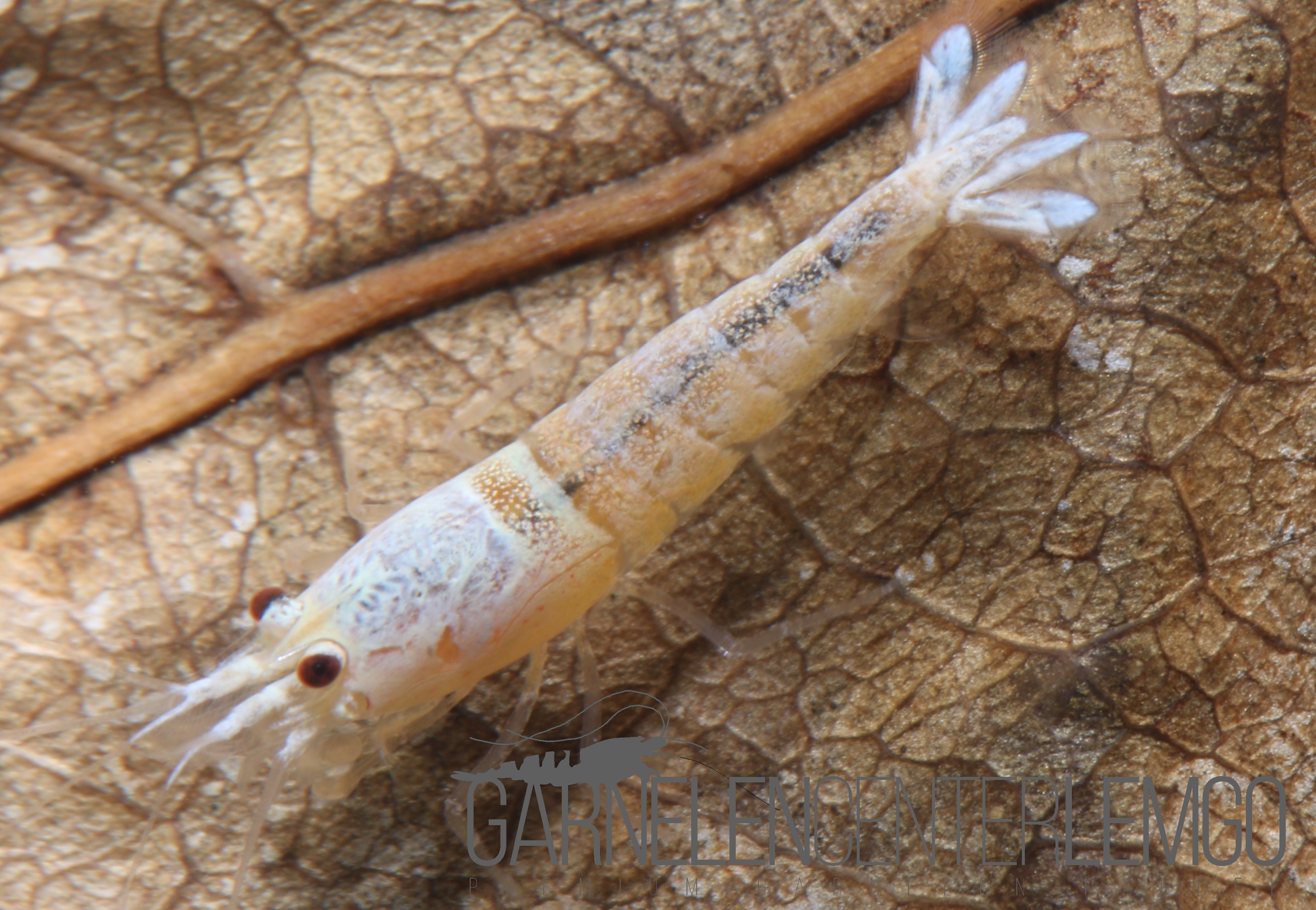 Snow White Garnele  - DNZ