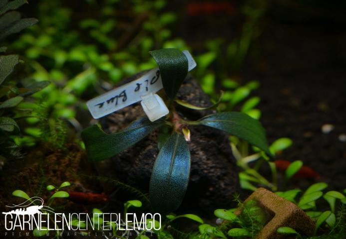 Bucephalandra sp. Purple Blue Typ 2 - submers - Rhizom