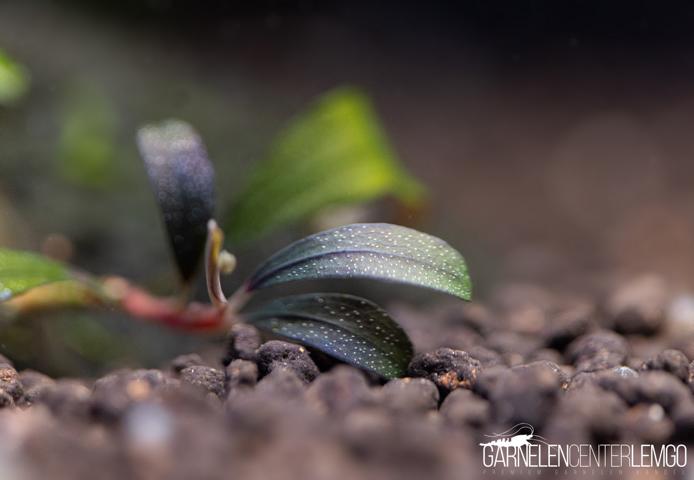 Bucephalandra sp. Purple Ghost submers - Rhizom ***Rarität***