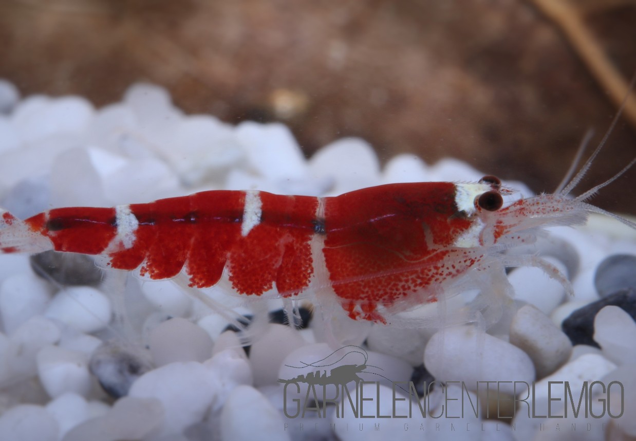 Super Crystal Red Garnele  - DNZ