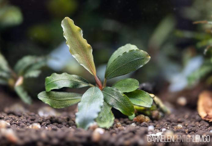 Bucephalandra sp. Ghost 2021 - submers - Rhizom